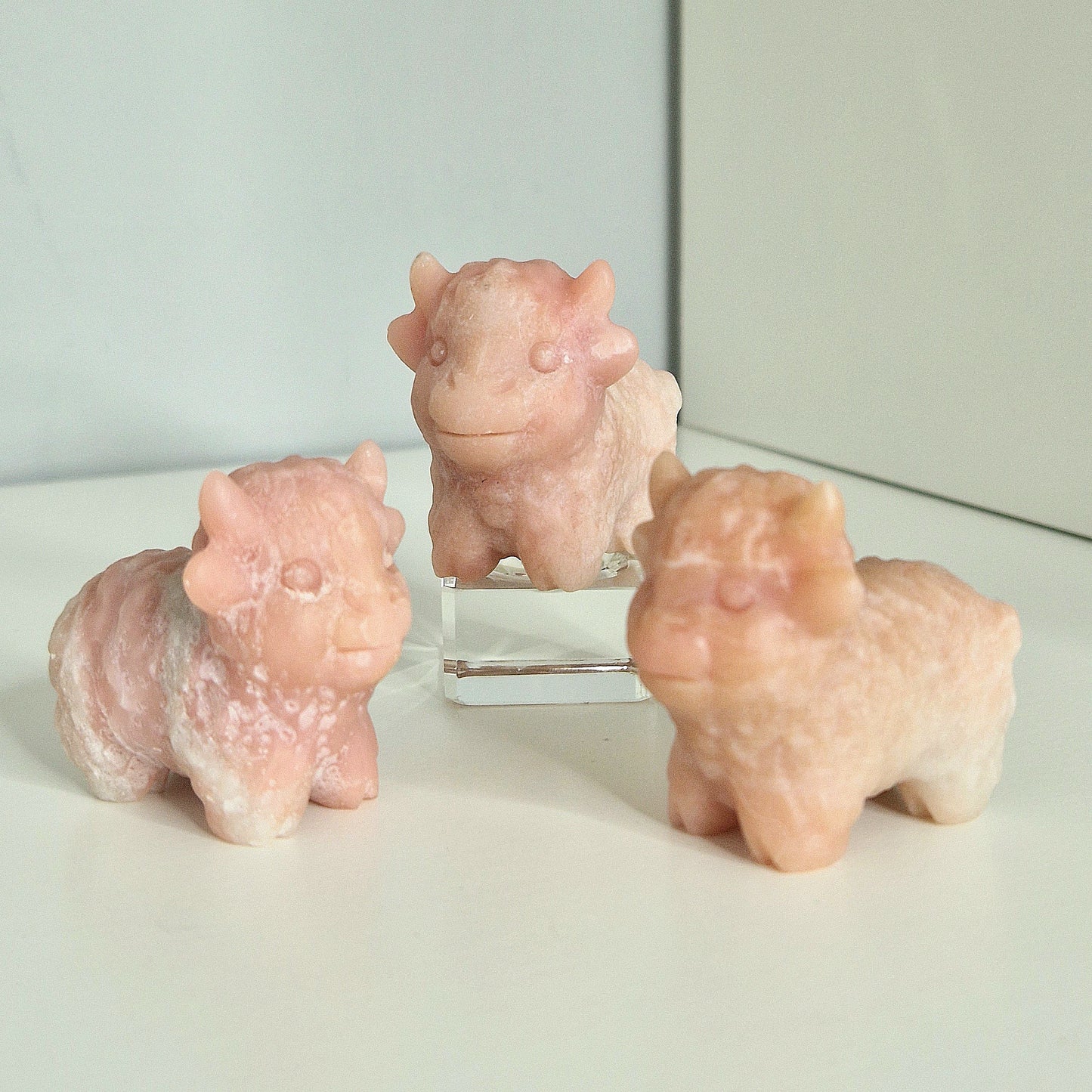 Roze Opaal highland koe
