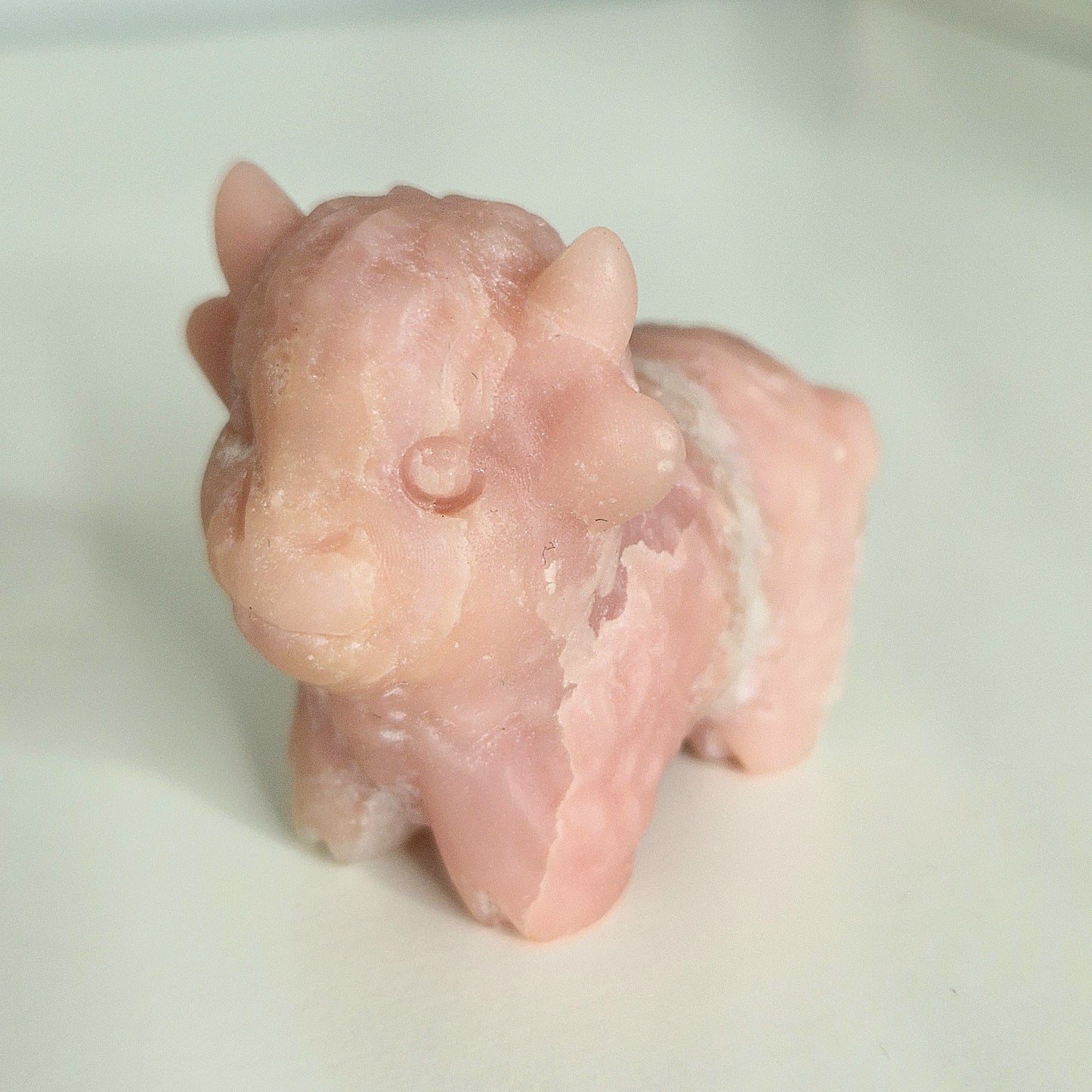 Roze Opaal highland koe